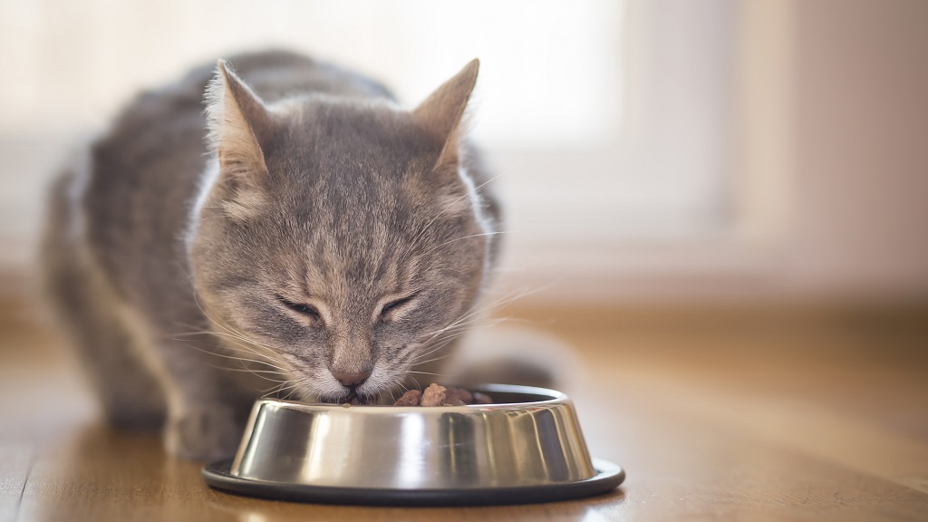 Understanding Cats' Dietary Needs