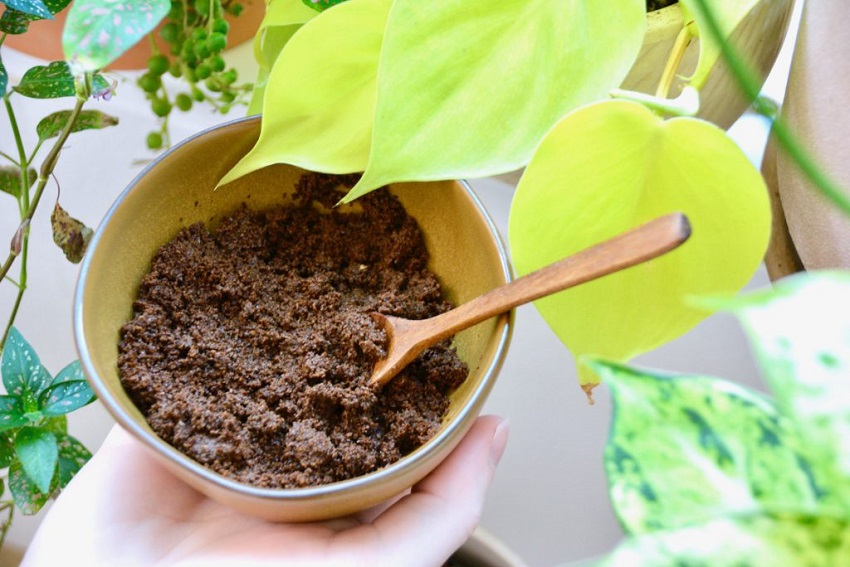 Which Plants Dont Like Coffee Grounds