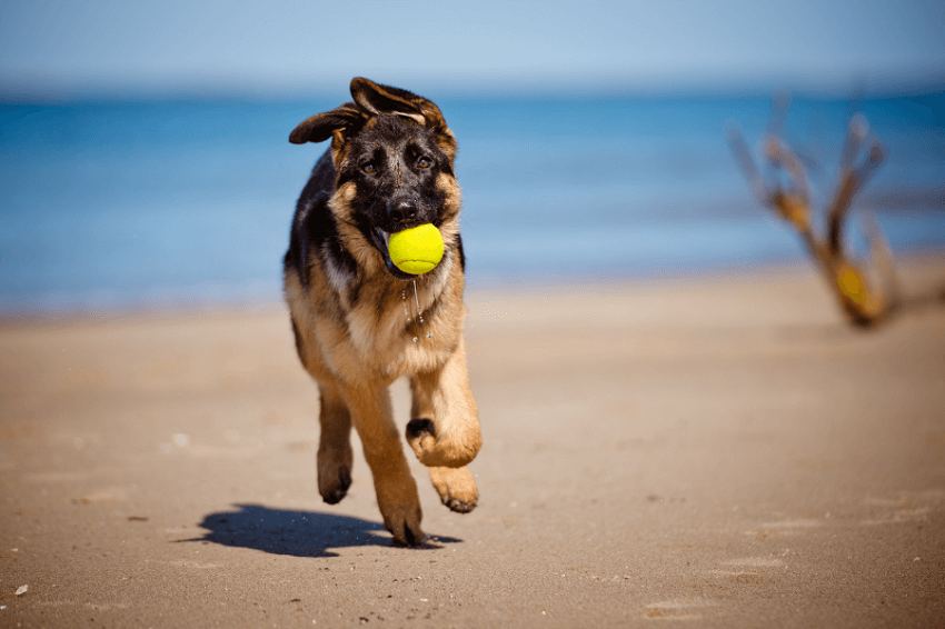 How Can I Increase My Dog's Oxygen