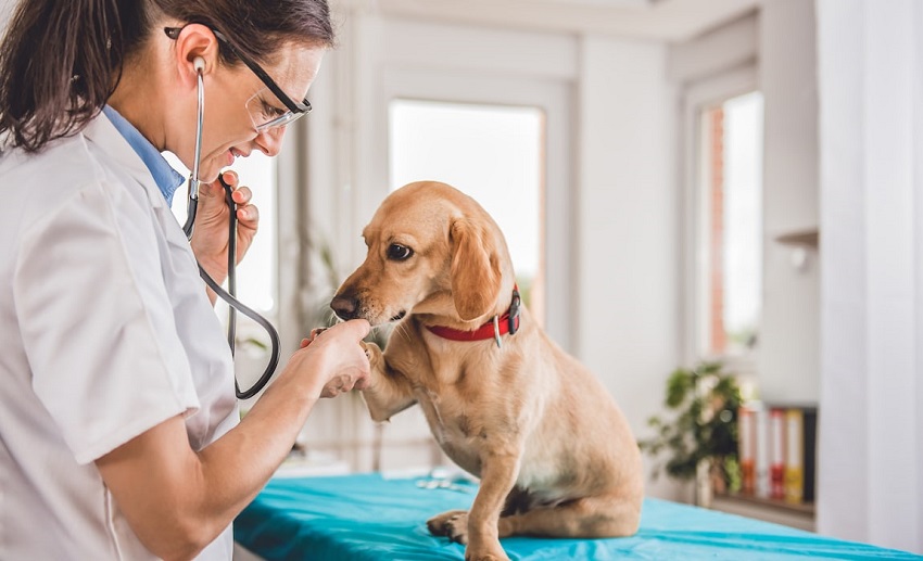 How Can I Increase My Dog's Oxygen