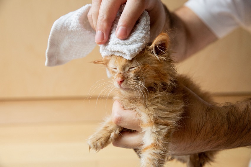 How to Shampoo a Kitten