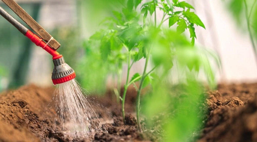 What is the Most Easy and Popular Method of Planting Fruit Plants