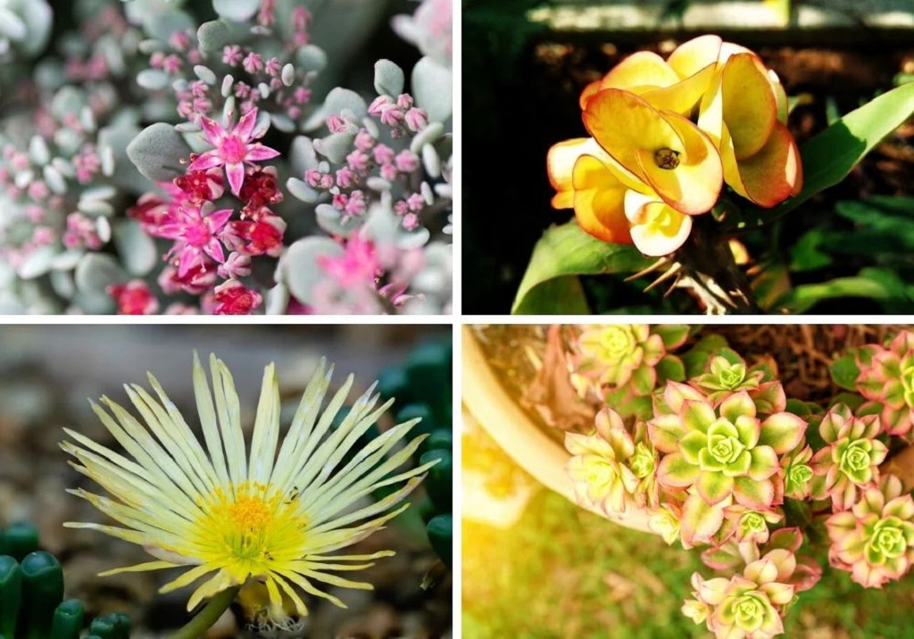Is it OK to Let Succulents Flower?