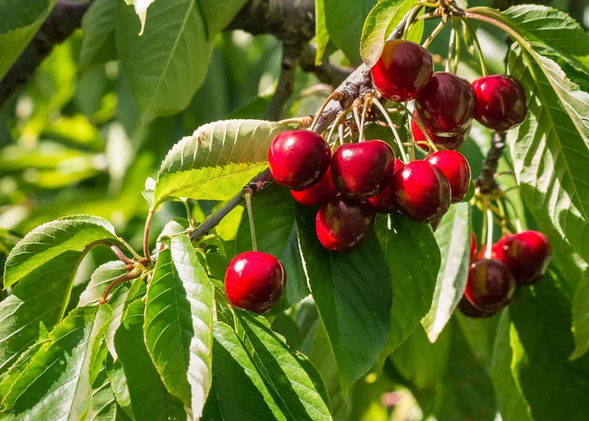 Which Tree Gives the Most Fruit