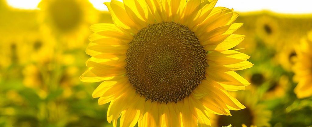 Sunflower Petals