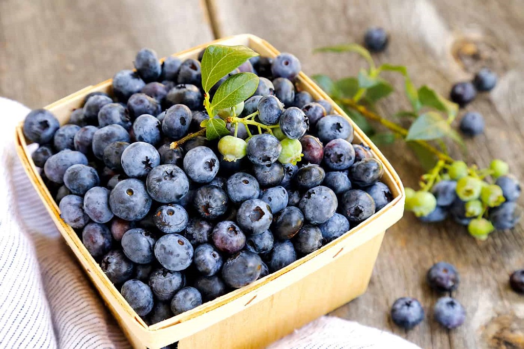 How Blueberries Are Grown and Harvested