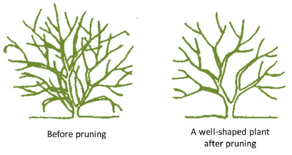 Pruning For Tree Health And Growth