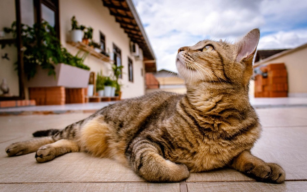 Understanding Why Cats Crave Consistency