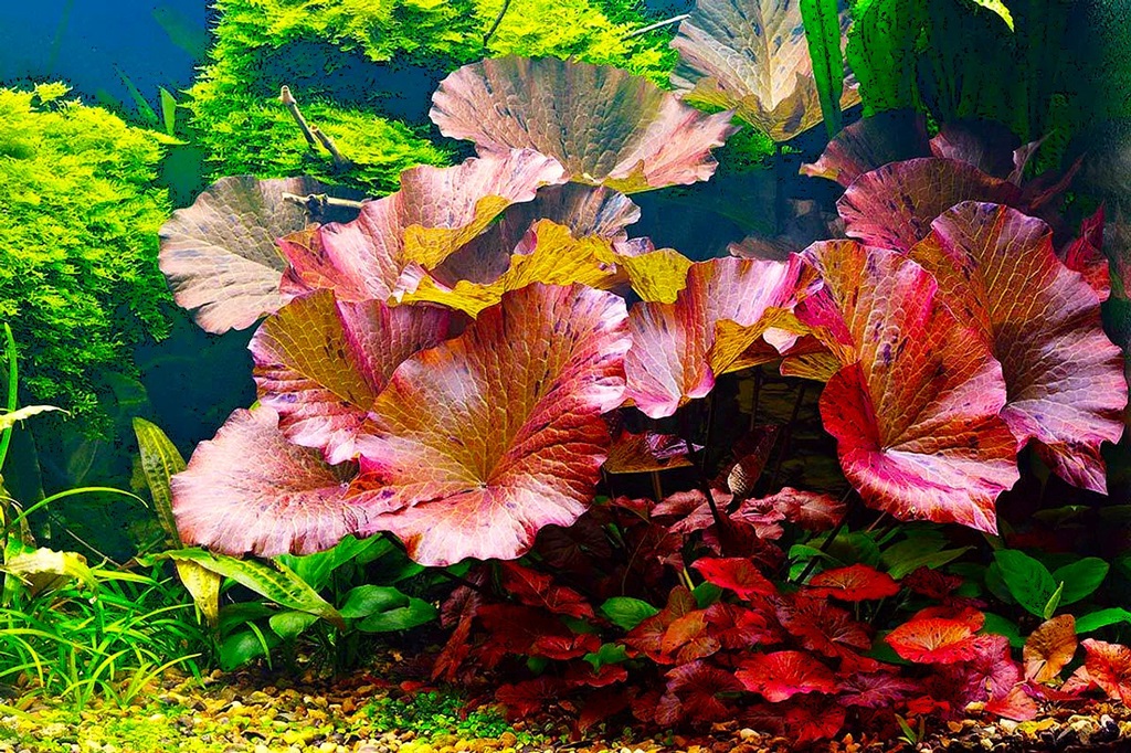What Plants Are Best for Fish Tanks