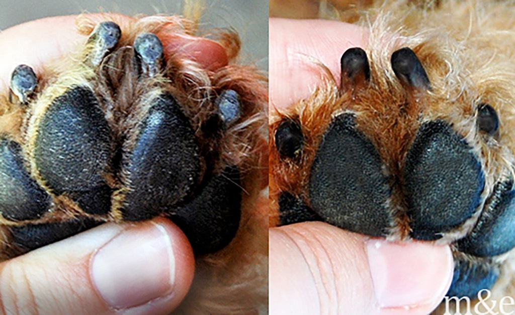 What to do if a dog's nail quickly is exposed