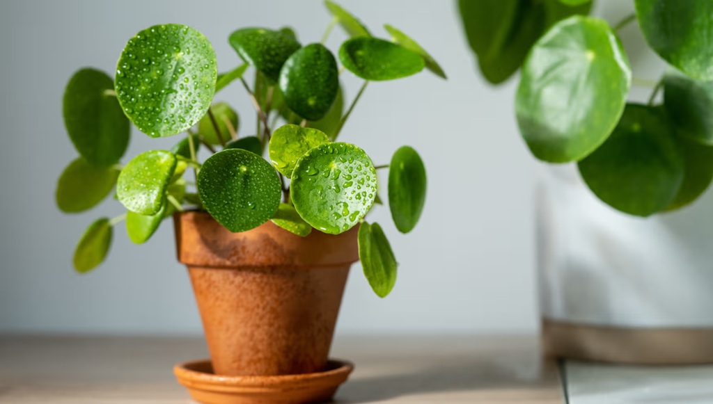 What Sets Air Layering Apart from Traditional Propagation?