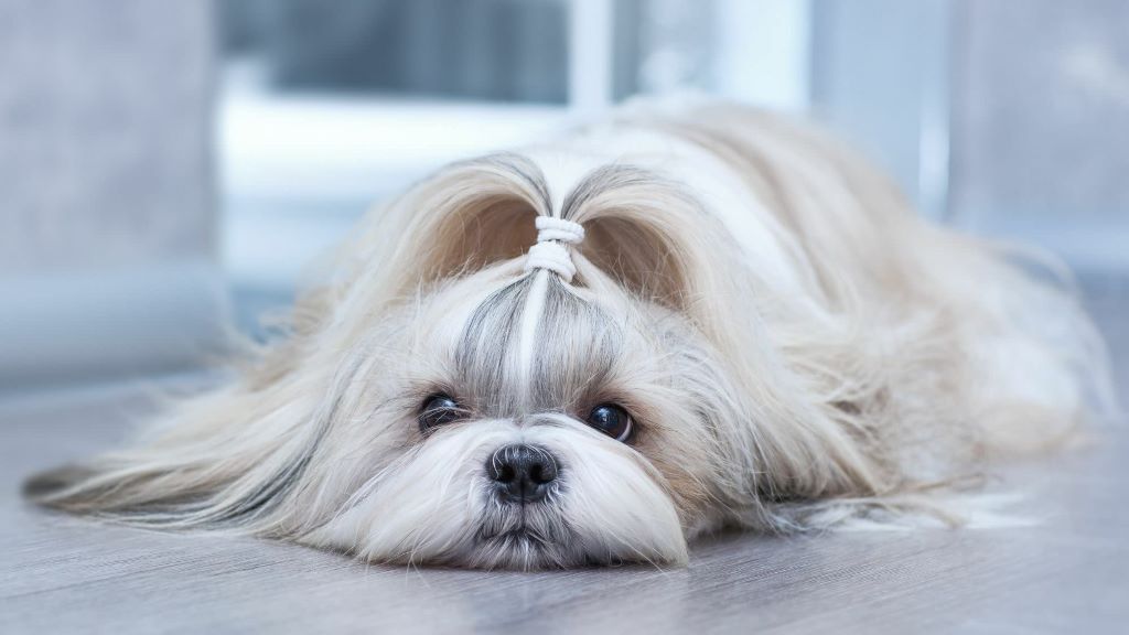 Close-up of a Shih Tzu with a fluffy coat, representing both the appeal and difficulties of owning this dog